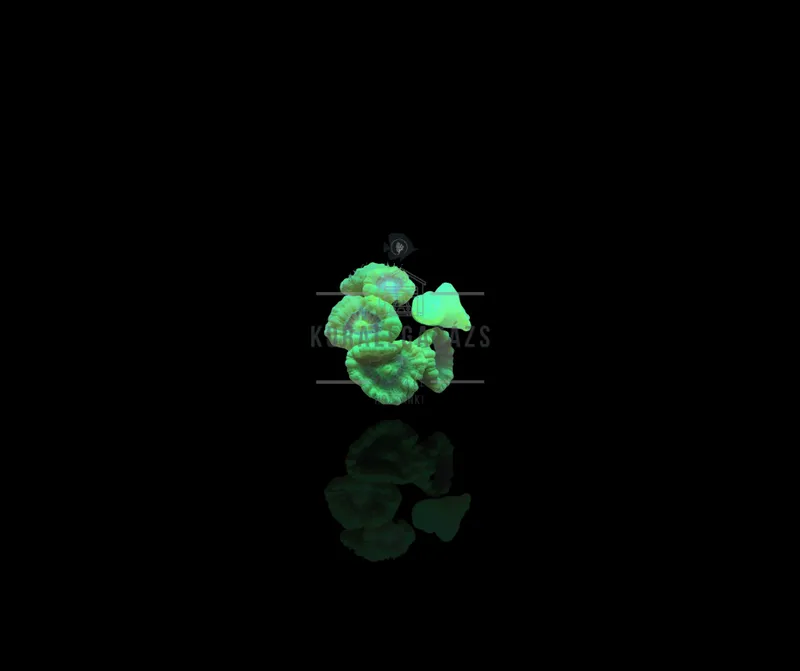 Caulastrea Hulk